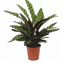 Калатея замечательная - Calathea insignis D18 H60
