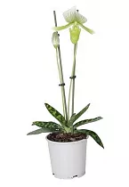 Пафиопедилум - Paphiopedilum D12 H40