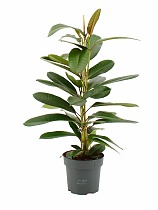 Фикус Американа Трезор - Ficus americana subsp. guianensis D21 H80