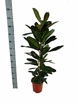 Фикус Американа Трезор - Ficus americana subsp. guianensis D21 H100