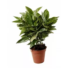 Аукуба - Aucuba D14 H30