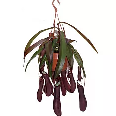 Непентес Ребекка - Nepenthes Rebecca D14 H55