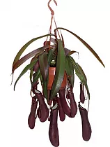 Непентес Ребекка - Nepenthes Rebecca D14 H55