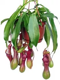 Непентес крылатый - Nepenthes Alata Blanco D14 H55