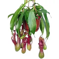 Непентес крылатый - Nepenthes Alata Blanco D14 H55