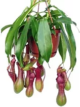 Непентес крылатый - Nepenthes Alata Blanco D14 H55