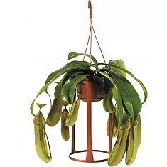 Непентес Лорес - Nepenthes Loes D14 H45