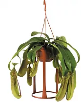 Непентес Лорес - Nepenthes Loes D14 H45