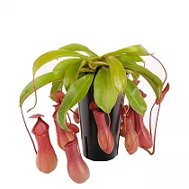 Непентес крылатый - Nepenthes Alata Blanco D14 H40