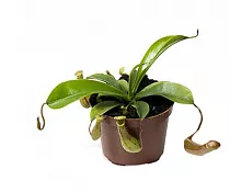 Непентес Ребекка - Nepenthes Rebecca D9 H15