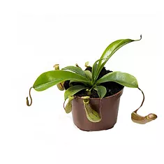 Непентес Ребекка - Nepenthes Rebecca D9 H15