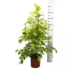 Фикус Бенджамина Голден Моник - Ficus benjamina Golden Monique D21 H100