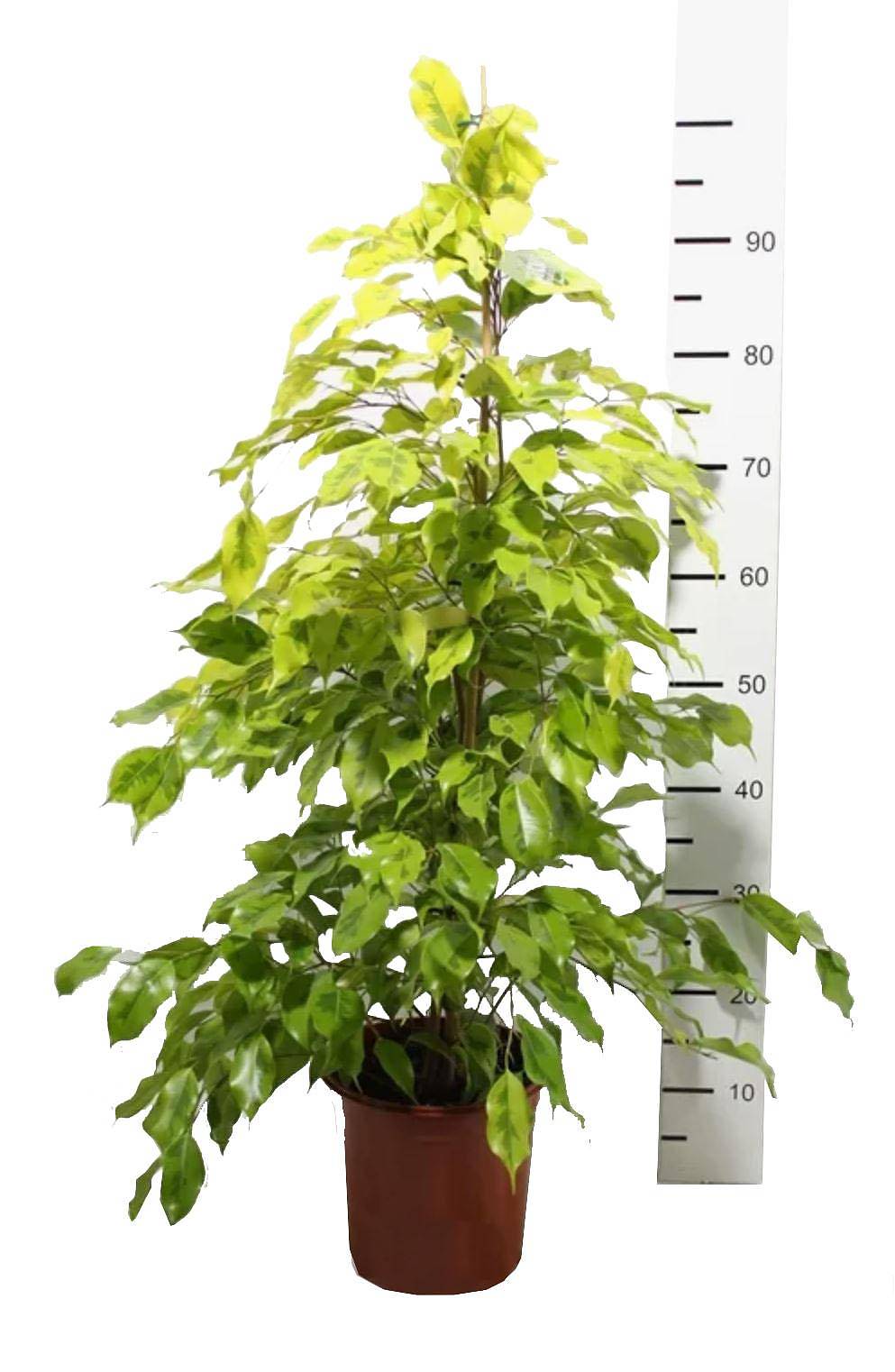 Фикус Бенджамина Голден Моник - Ficus benjamina Golden Monique D21 H100