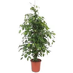 Фикус Бенджамина Экзотика - Ficus benjamina Exotica D24 H110