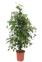 Фикус Бенджамина Экзотика - Ficus benjamina Exotica D24 H110