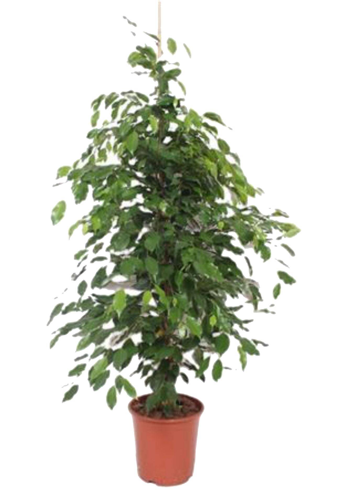 Фикус Бенджамина Экзотика - Ficus benjamina Exotica D24 H110