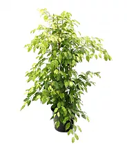 Фикус Бенджамина Голден Моник - Ficus benjamina Golden Monique D21 H110