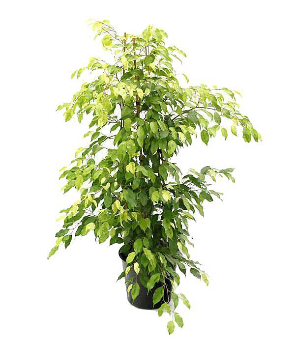 Фикус Бенджамина Голден Моник - Ficus benjamina Golden Monique D21 H110