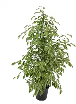 Фикус Бенджамина Голден Кинг - Ficus benjamina Golden King D24 H110