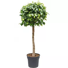 Фикус Бенджамина Даниэль  штамб - Ficus Benjamina Danielle D37 H180