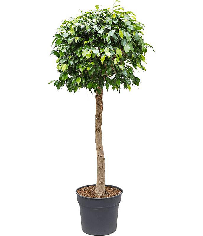 Фикус Бенджамина Даниэль  штамб - Ficus Benjamina Danielle D37 H180