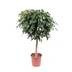 Фикус Бенджамина Даниэль штамб - Ficus Benjamina Danielle D32 H140