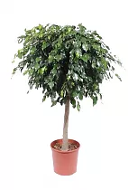 Фикус Бенджамина Даниэль штамб - Ficus Benjamina Danielle D32 H140