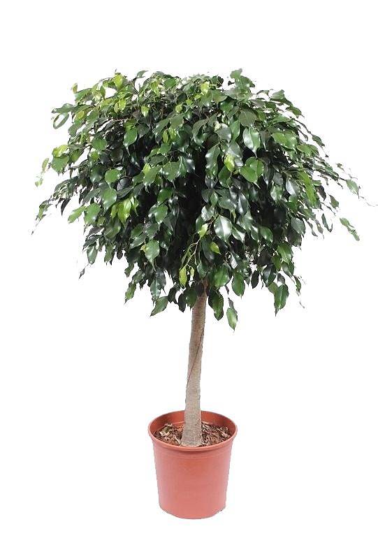 Фикус Бенджамина Даниэль штамб - Ficus Benjamina Danielle D32 H140