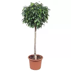Фикус Бенджамина Даниэль штамб - Ficus Benjamina Danielle D35 H170