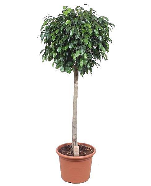 Фикус Бенджамина Даниэль штамб - Ficus Benjamina Danielle D35 H170