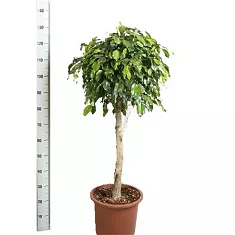 Фикус Бенджамина Даниэль штамб- Ficus Benjamina Danielle D34 H150