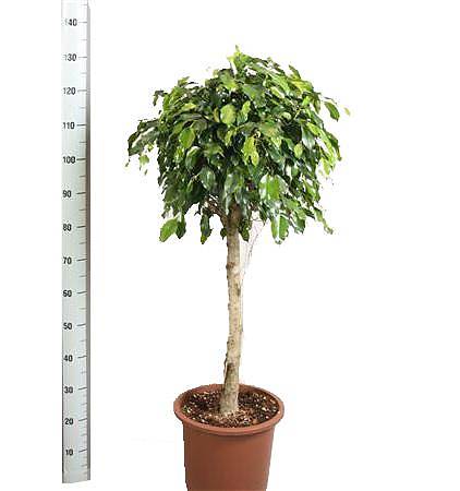 Фикус Бенджамина Даниэль штамб- Ficus Benjamina Danielle D34 H150