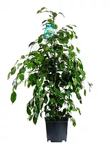 Фикус Бенджамина Экзотика - Ficus benjamina Exotica D27 H150