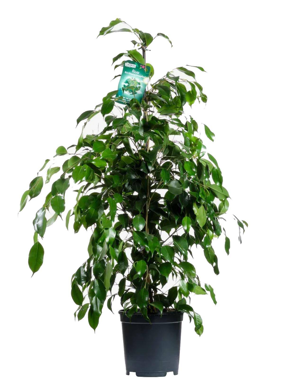 Фикус Бенджамина Экзотика - Ficus benjamina Exotica D27 H150