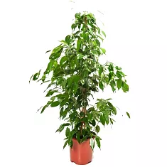 Фикус Бенджамина Экзотика - Ficus benjamina Exotica D24 H130