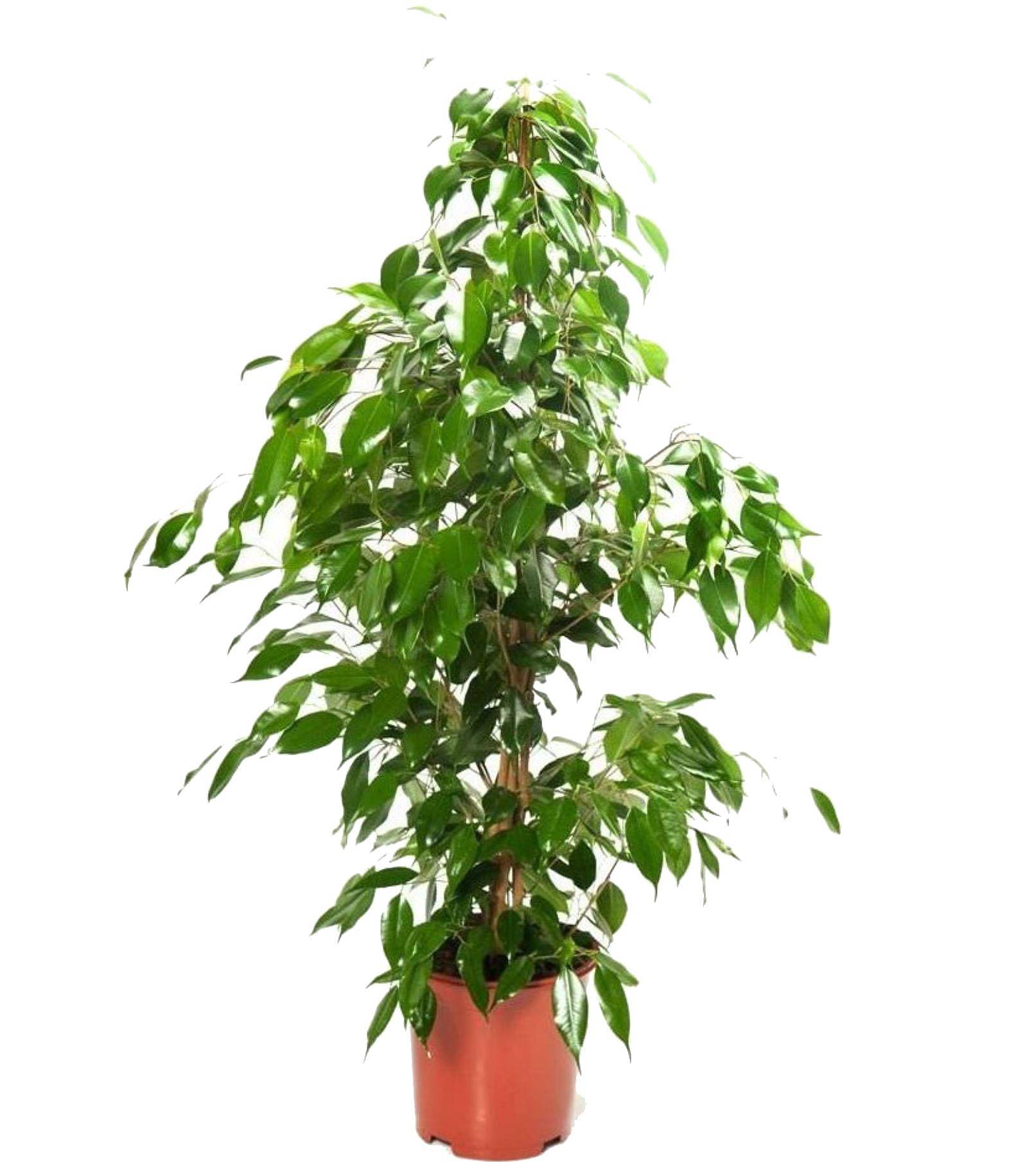 Фикус Бенджамина Экзотика - Ficus benjamina Exotica D24 H130