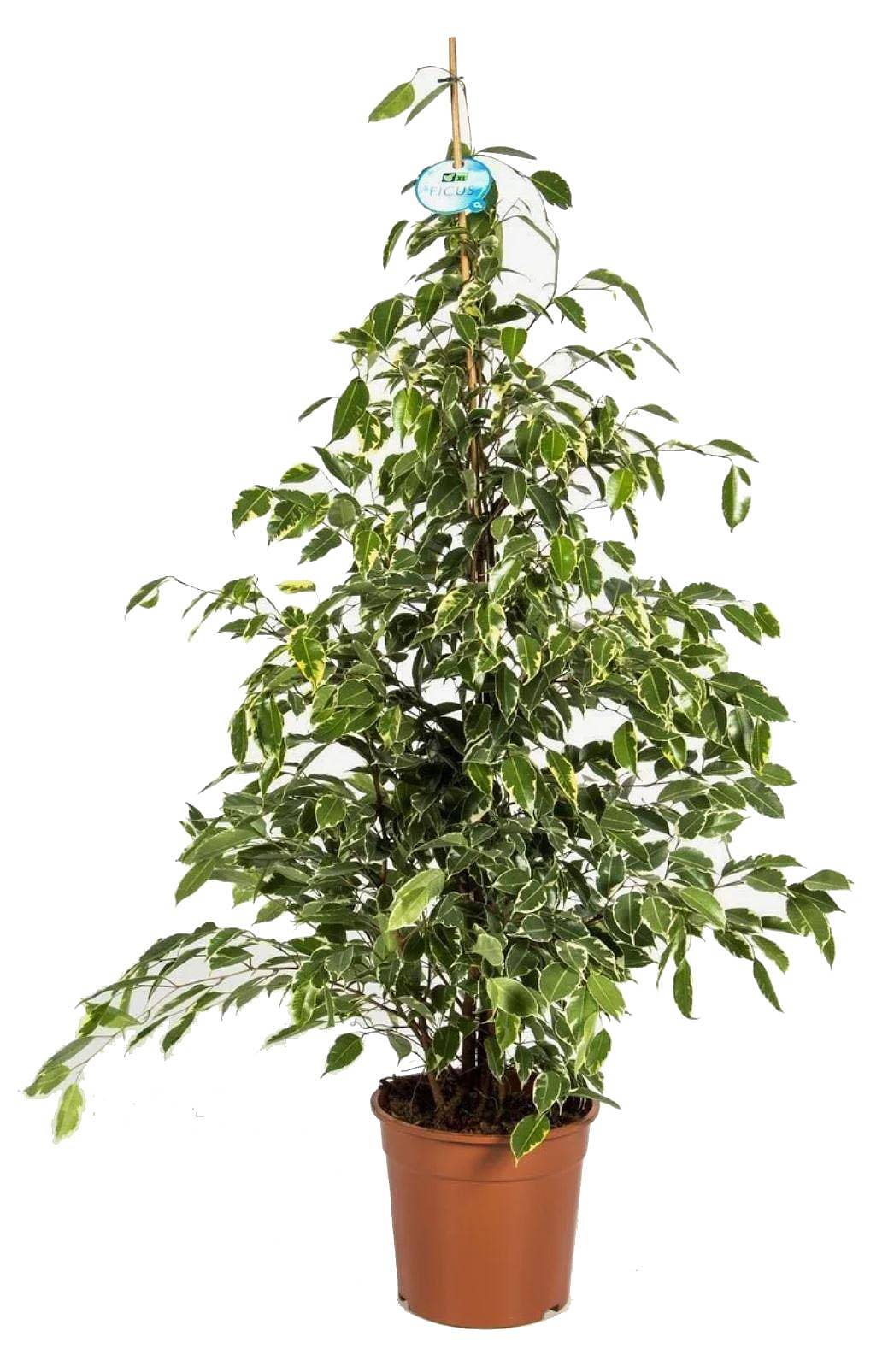 Фикус Бенджамина Голден Кинг - Ficus benjamina Golden King D27 H130