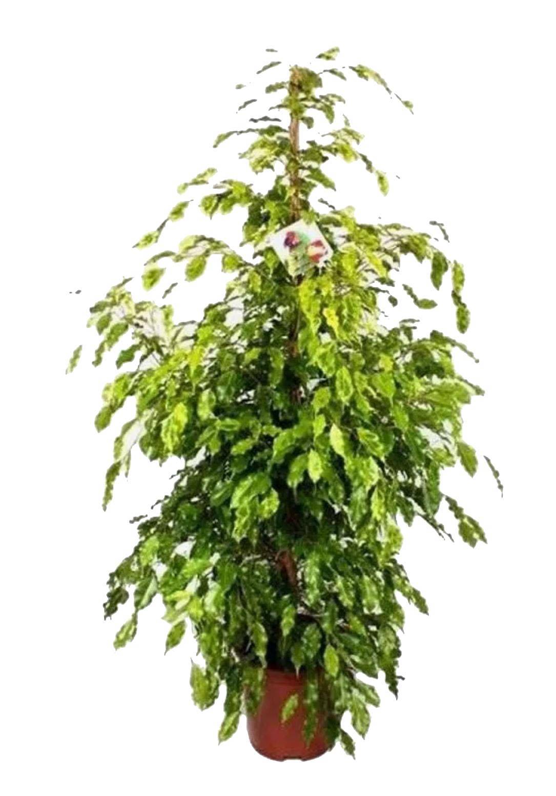 Фикус Бенджамина Голден Моник - Ficus benjamina Golden Monique D27 H130