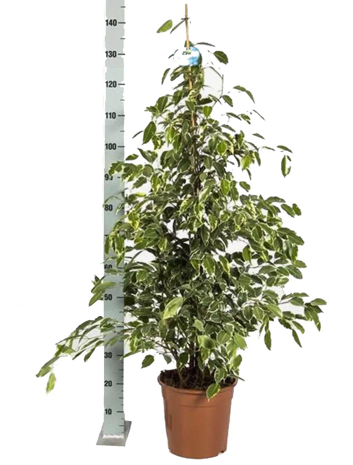 Фикус Бенджамина Голден Кинг - Ficus benjamina Golden King D30 H150