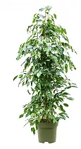 Фикус Бенджамина Экзотика - Ficus benjamina Exotica D32 H170
