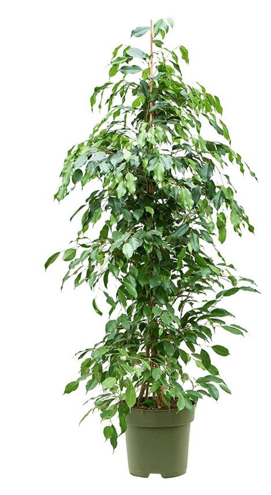 Фикус Бенджамина Экзотика - Ficus benjamina Exotica D32 H170