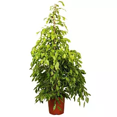 Фикус Бенджамина Голден Моник - Ficus benjamina Golden Monique D27 H150