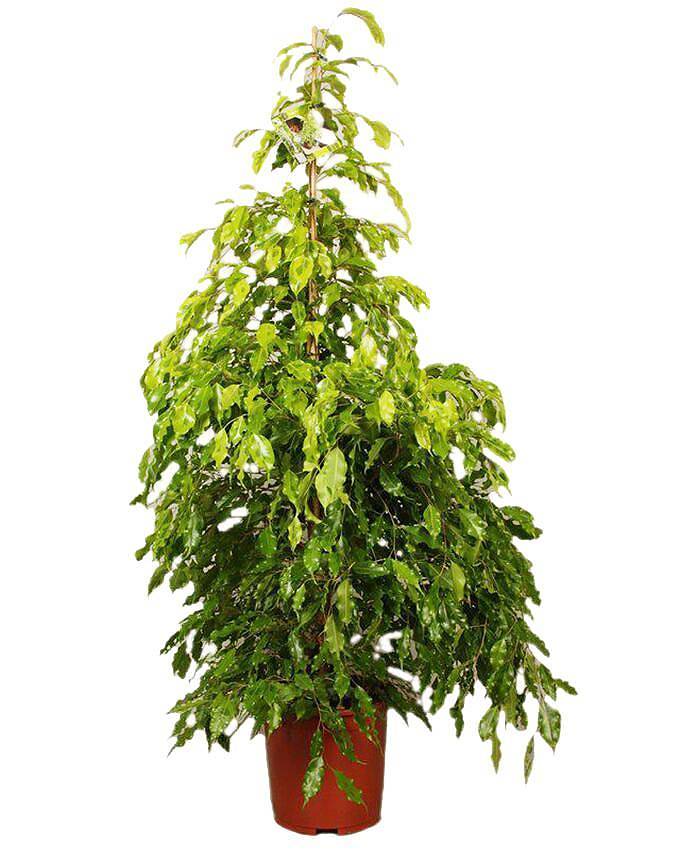 Фикус Бенджамина Голден Моник - Ficus benjamina Golden Monique D27 H150