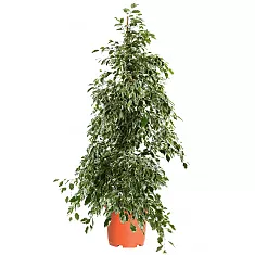 Фикус Бенджамина Голден Кинг - Ficus benjamina Golden King D40 H190