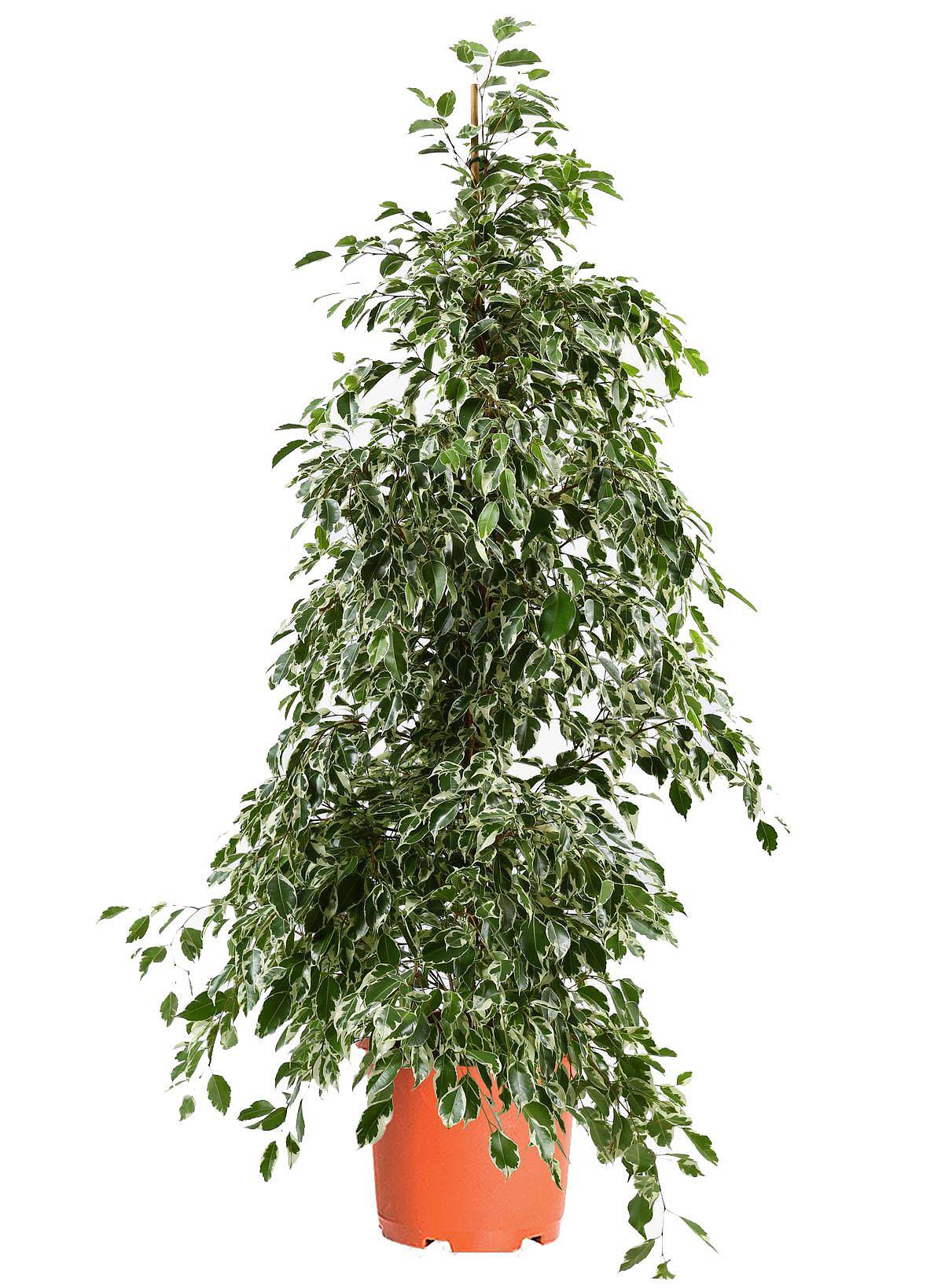 Фикус Бенджамина Голден Кинг - Ficus benjamina Golden King D40 H190