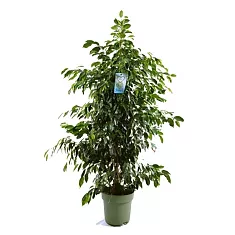 Фикус Бенджамина Даниэль - Ficus Benjamina Danielle D34 H170