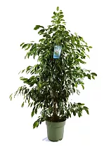 Фикус Бенджамина Даниэль - Ficus Benjamina Danielle D34 H170