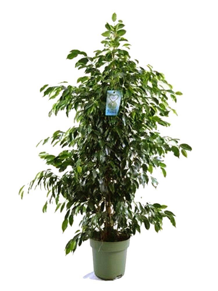 Фикус Бенджамина Даниэль - Ficus Benjamina Danielle D34 H170