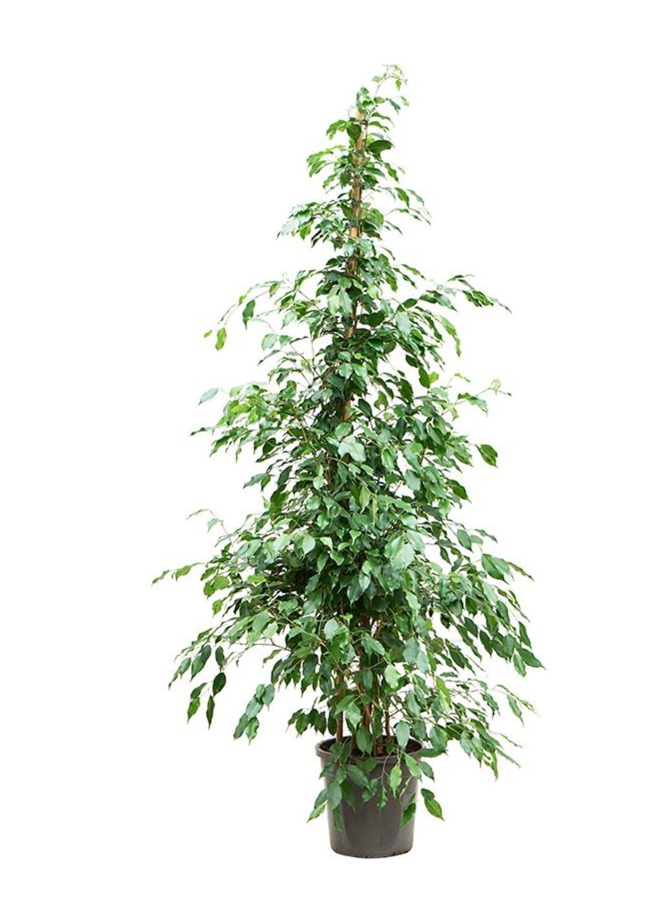 Фикус Бенджамина Экзотика - Ficus benjamina Exotica D40 H190