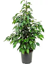 Фикус Бенджамина Даниэль - Ficus Benjamina Danielle D22 H90